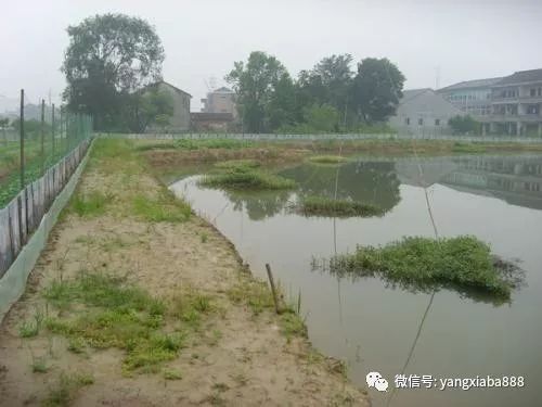 龍蝦養(yǎng)殖技術(shù)服務(wù)亂象 多少人在假借技術(shù)之名行推銷(xiāo)之實(shí)